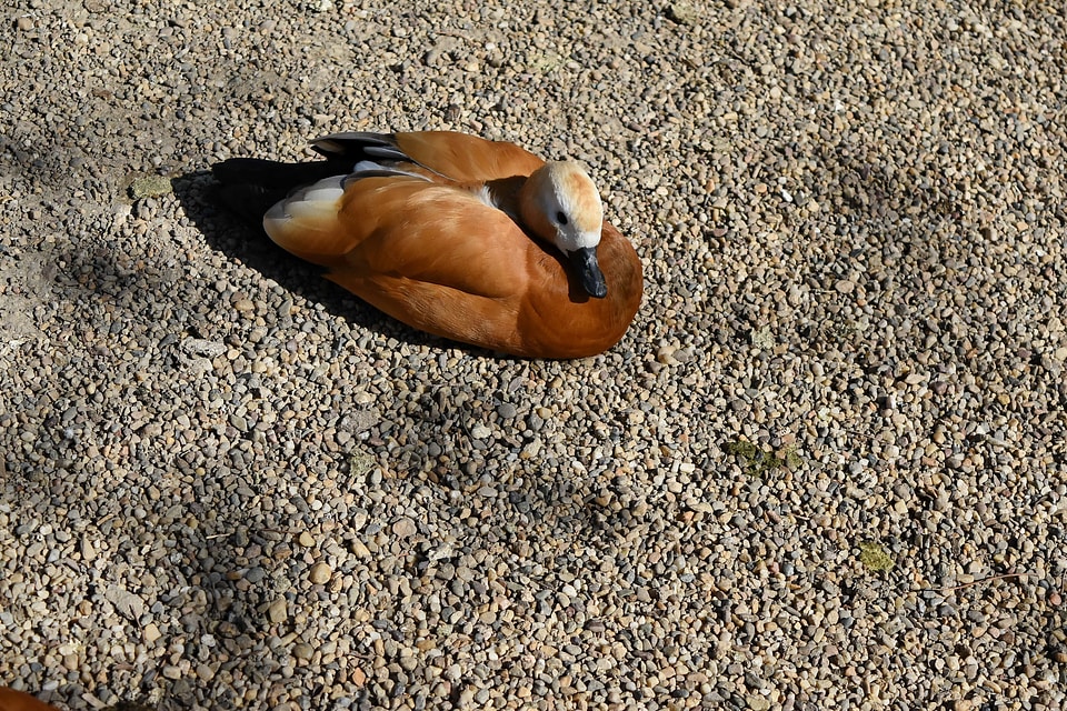 Duck animal beach