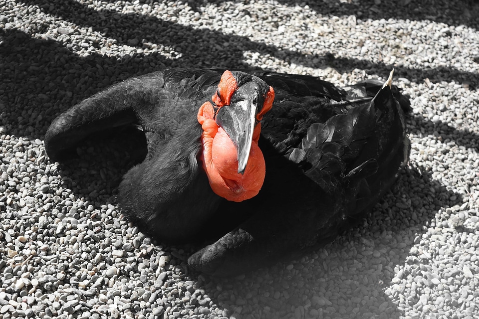 Bird black shadow