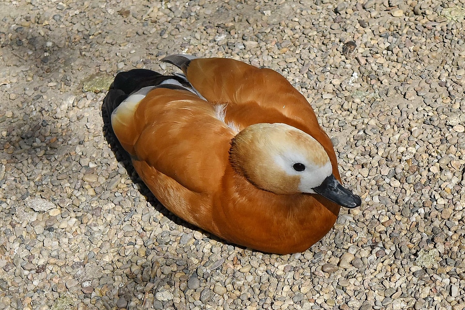 Animal aquatic bird avian