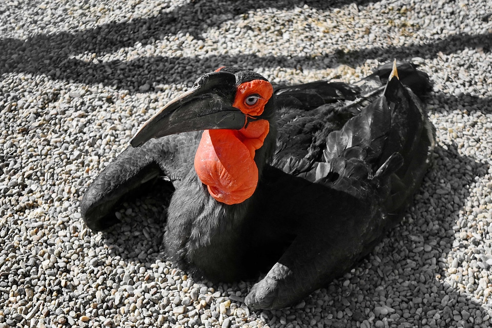 Bird black stone photo