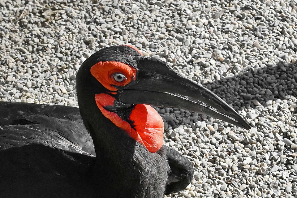 Bird wildlife animal
