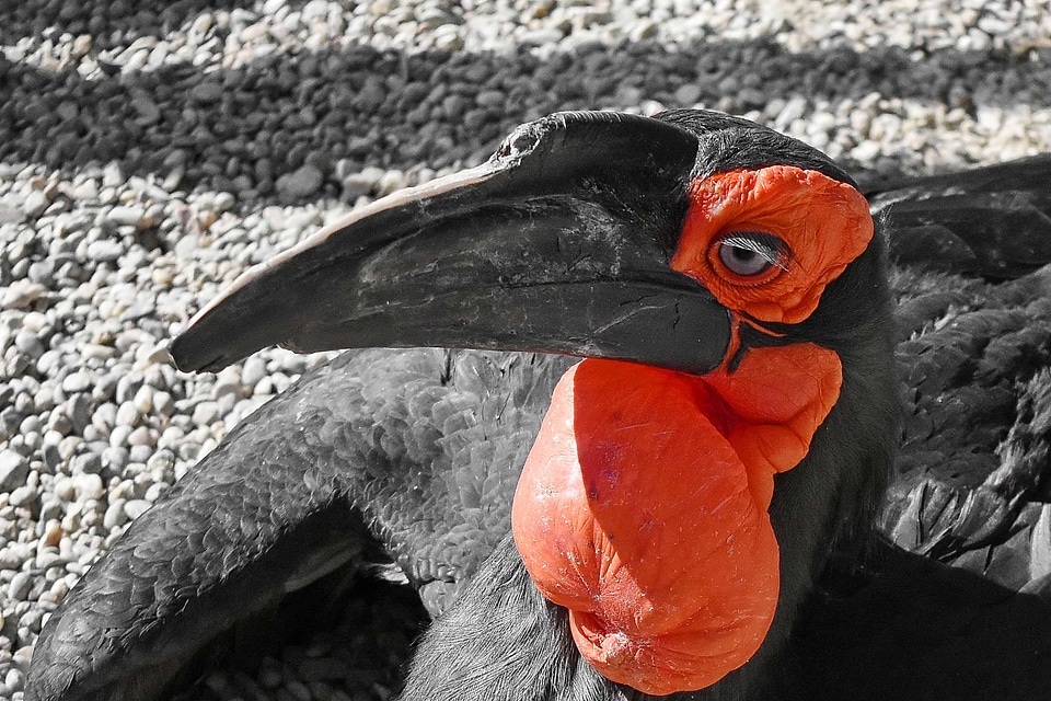 Exotic red beak photo