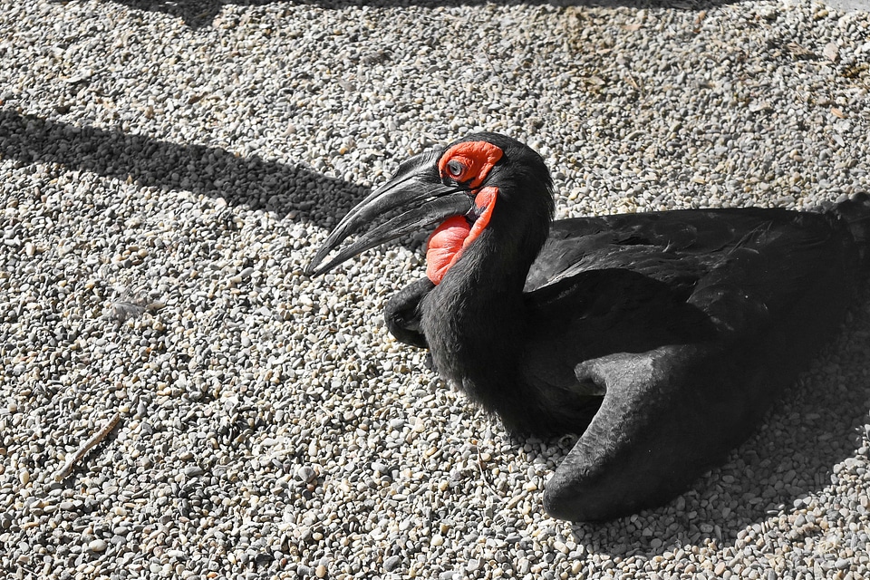 Black beak wildlife