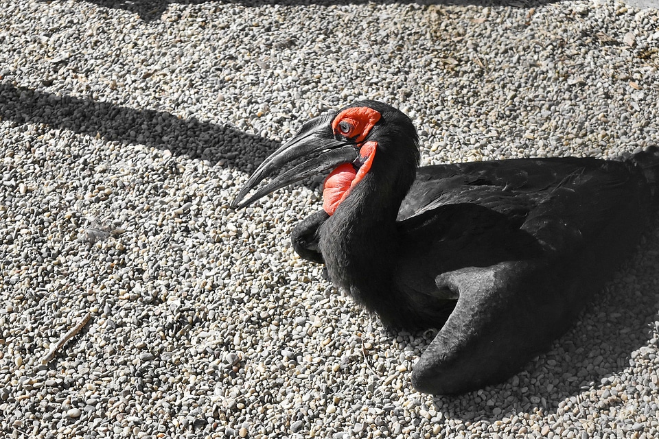 Black beak wildlife photo