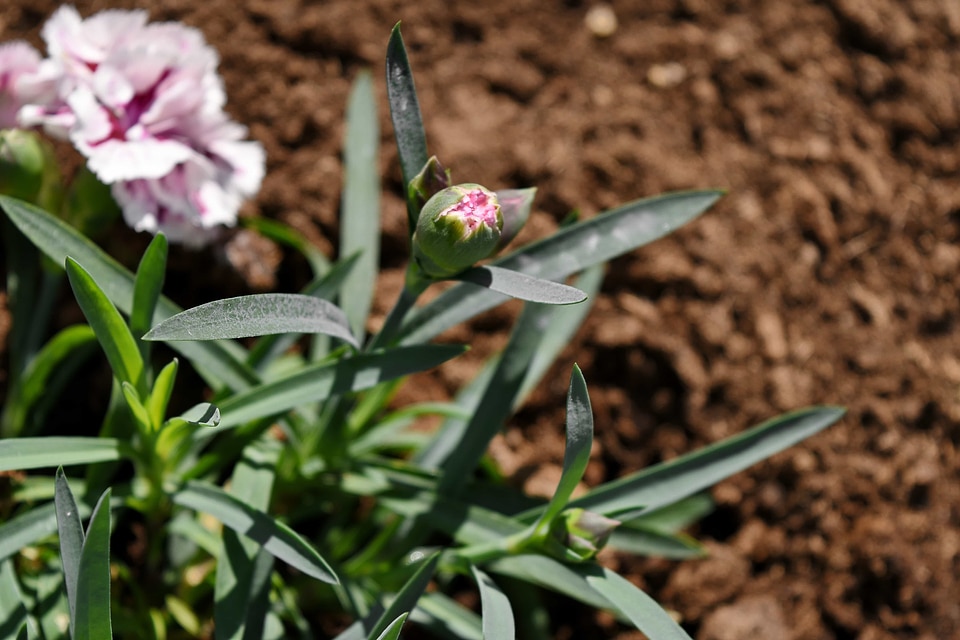Carnation flower bud flower garden