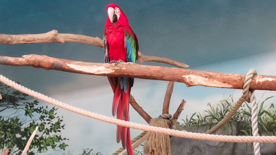 Red tropic bird animal photo