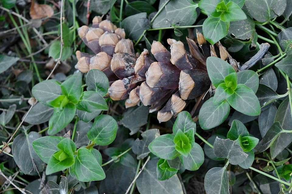 Conifer green grass ivy