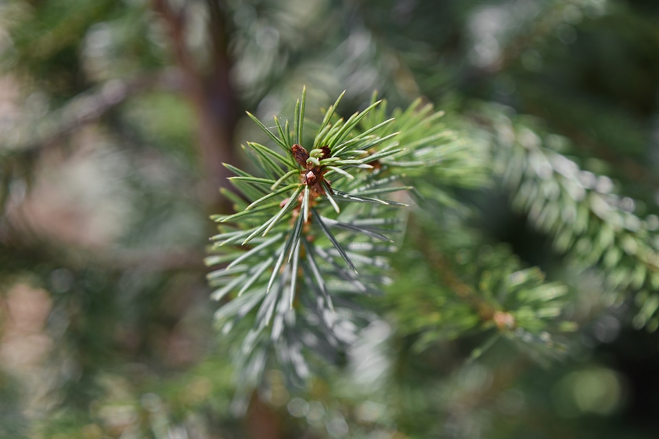 Conifer green leaves branch