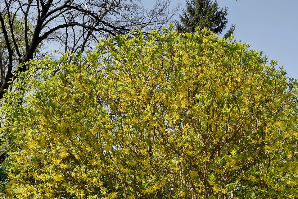 Leaf shrub branch