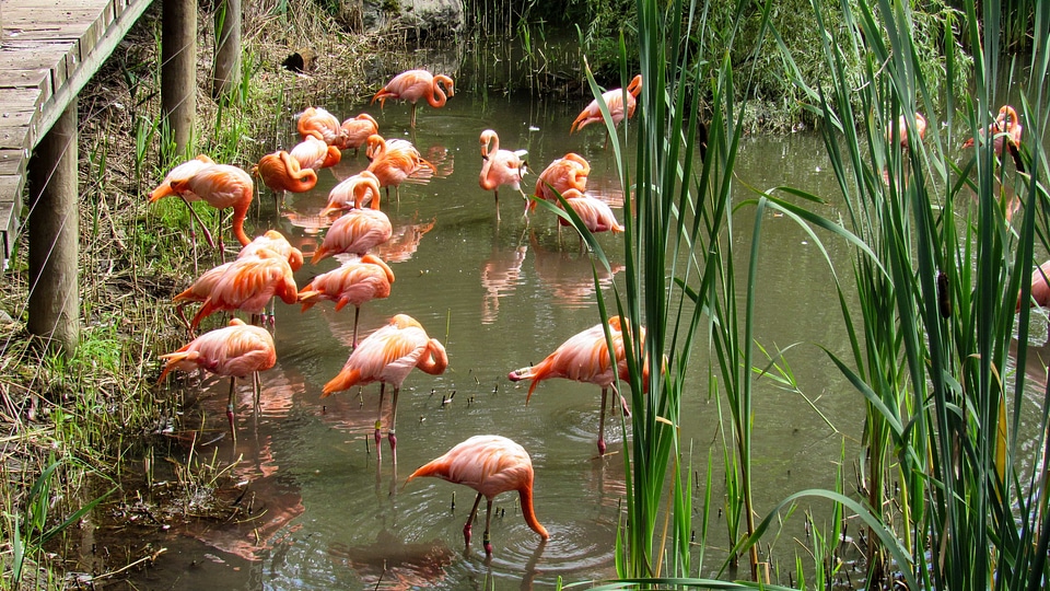 Flamingo wading bird pond photo
