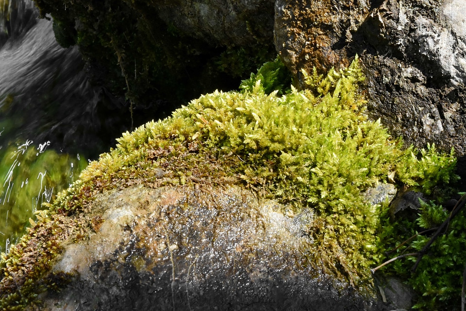 Lichen riverbank nature