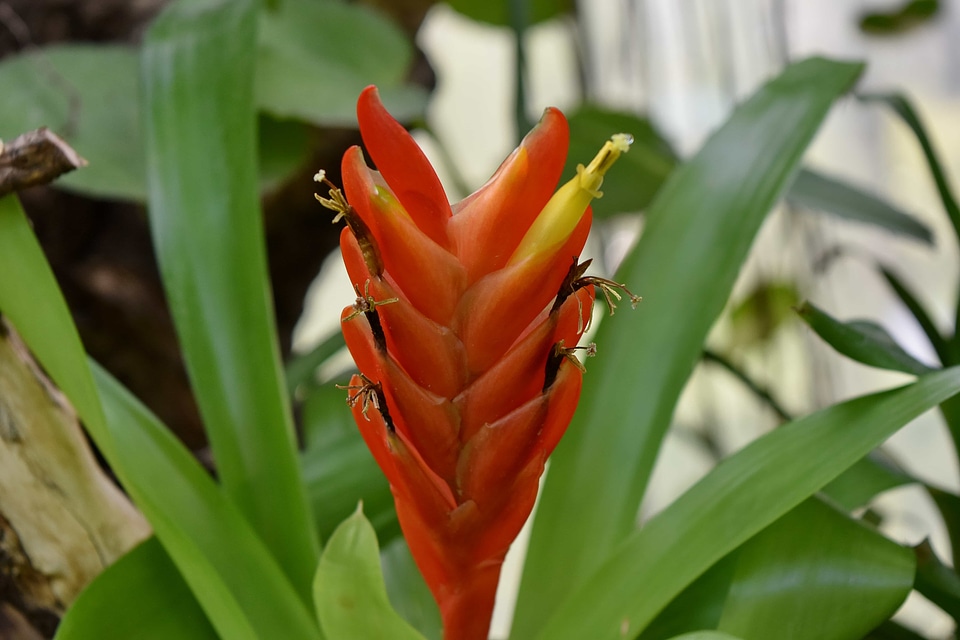 Beautiful Flowers ecology rain forest