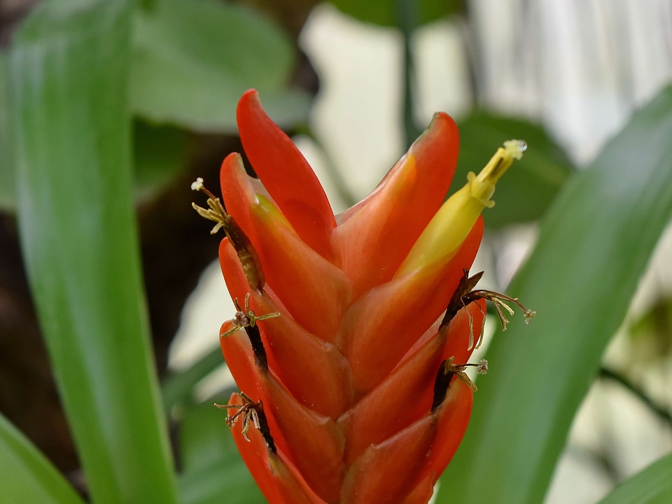 Beautiful Flowers detail exotic
