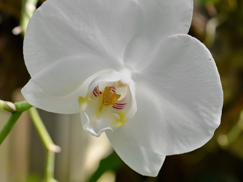 Botanic flower garden orchid