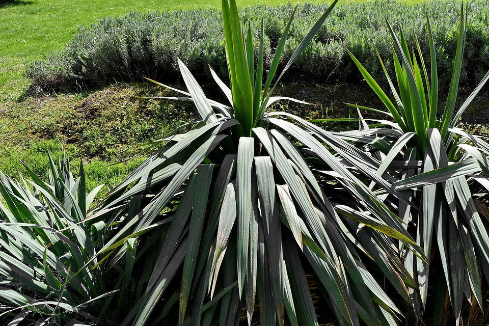 Yucca tree flora