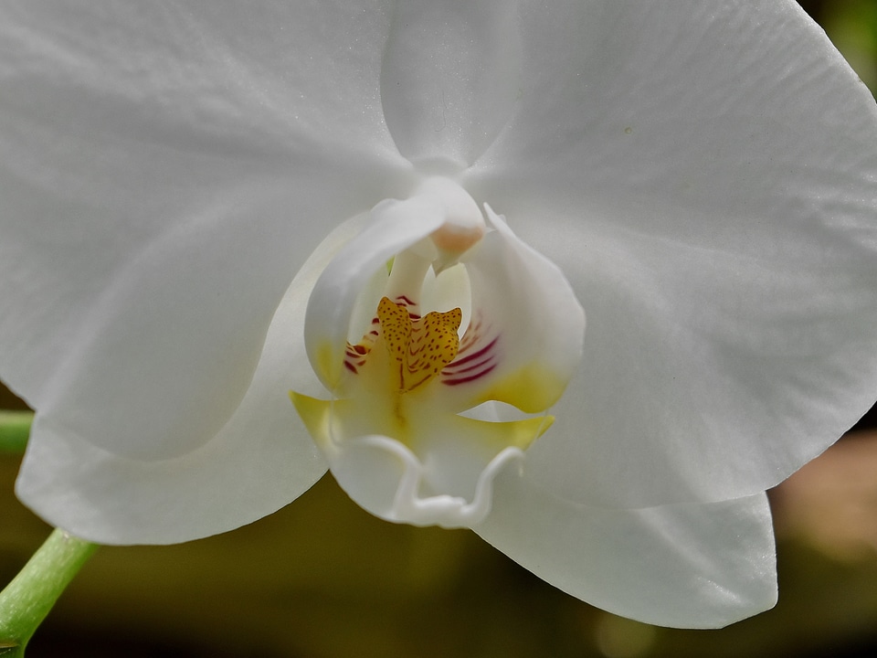 Orchid pistil pollen