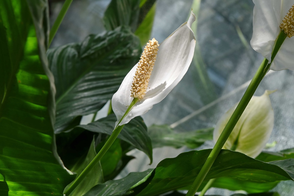 Exotic flower bud rain forest