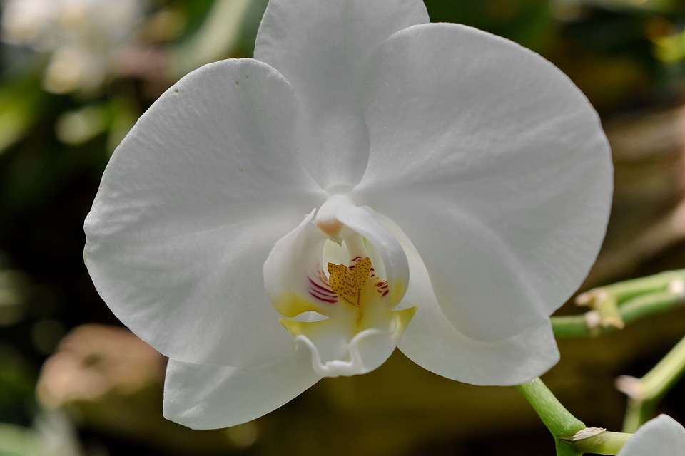 Flower Bud flower garden orchid