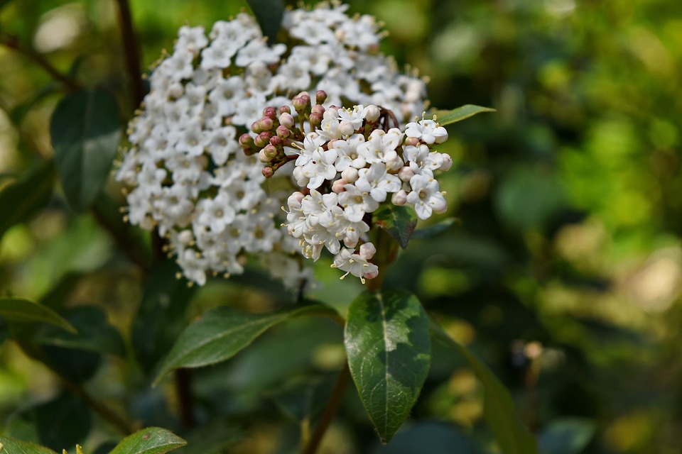 White Flower flower blossom
