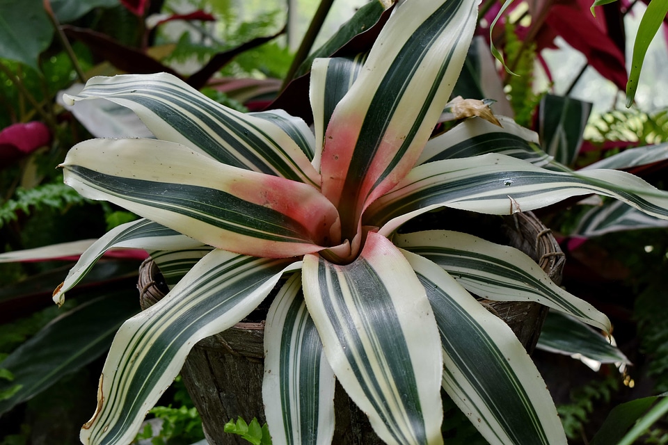 Rain Forest desert plant nature