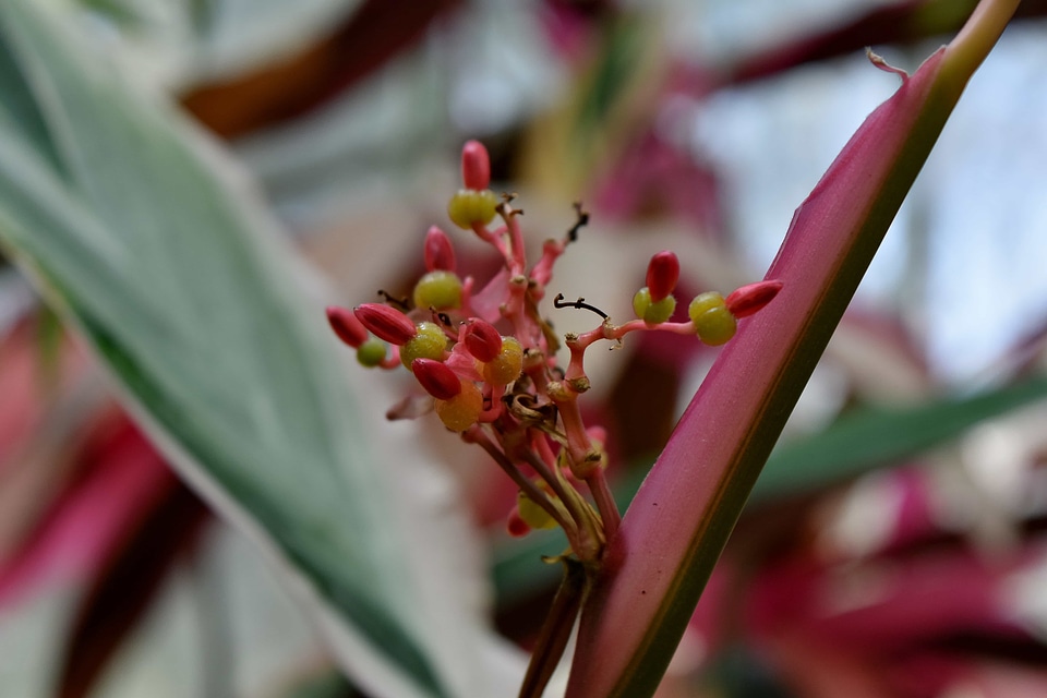 Nature flower shrub
