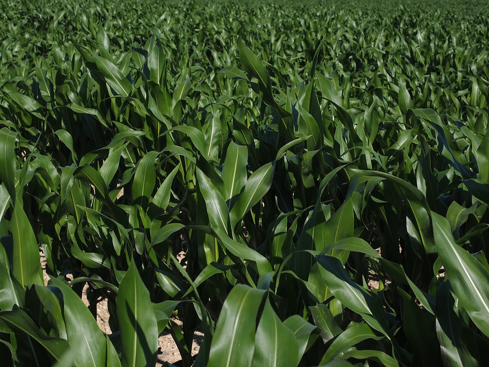 Corn leaves corn green