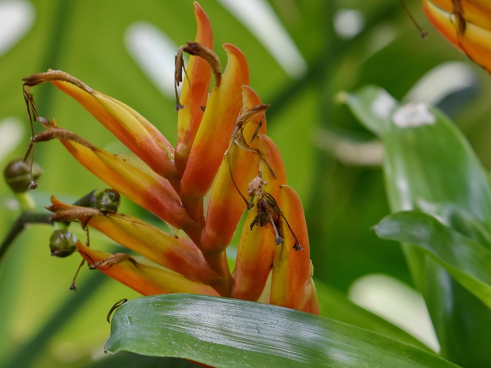 Beautiful Flowers exotic nature