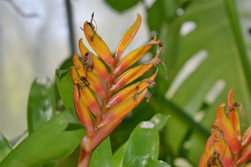 Flower plant garden