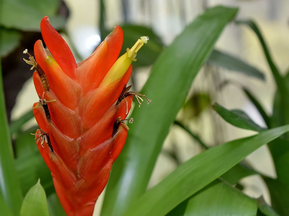 Exotic flower garden red