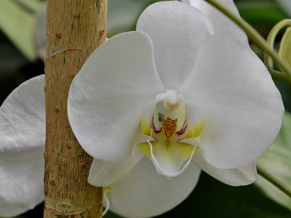 Elegant flower garden orchid