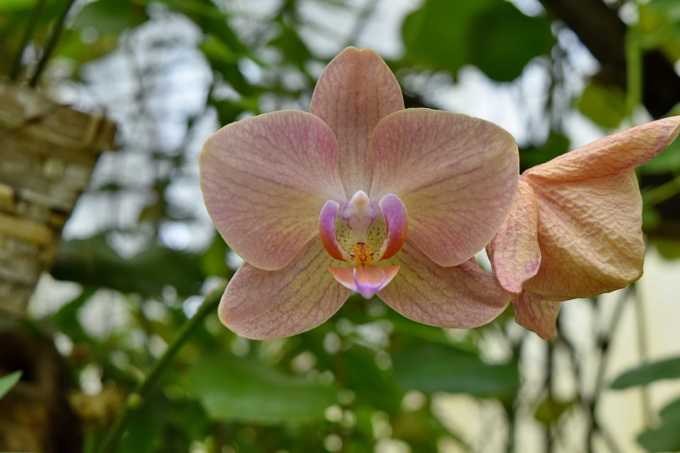Horticulture orchid pink