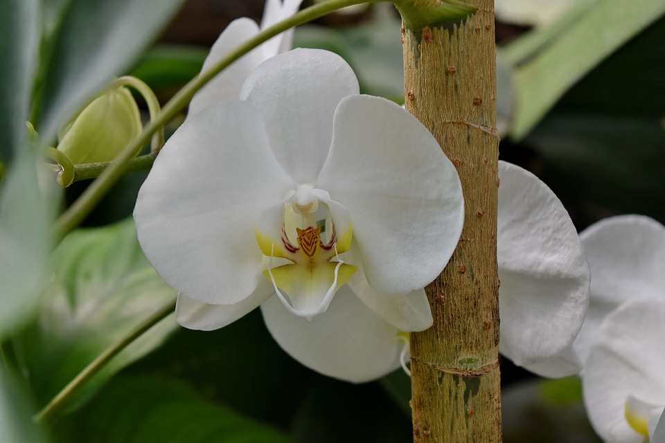 Orchid flower spring