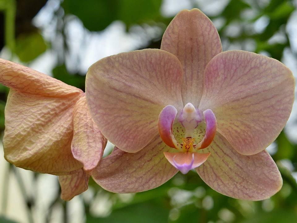 Orchid nature garden