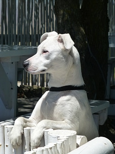 Head animal portrait dog portrait