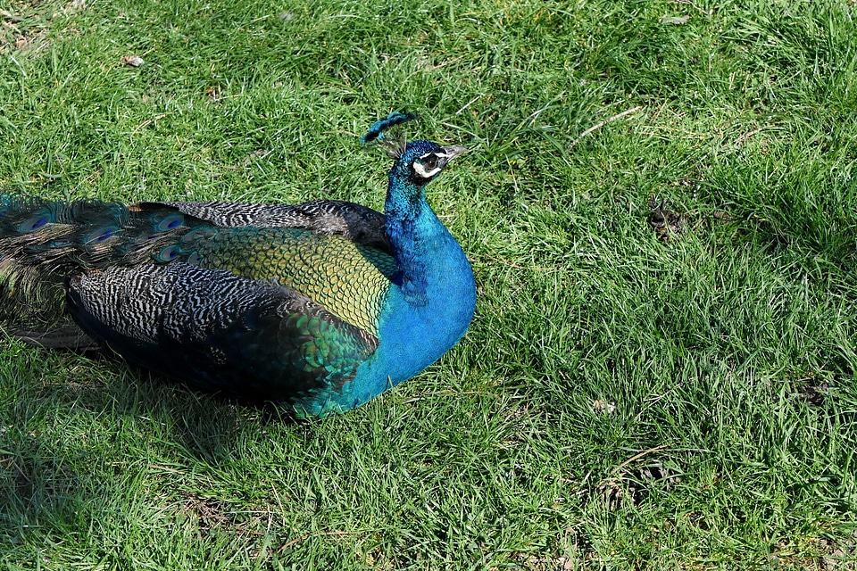 Ornithology wildlife nature