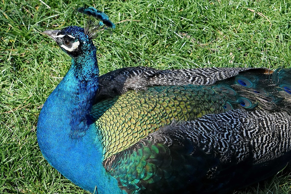 Beautiful head feather