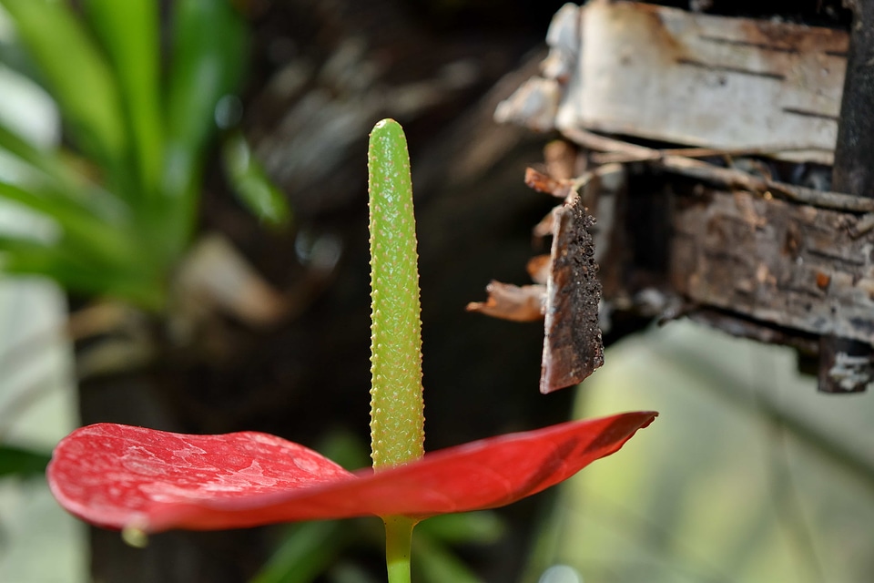Plant nature leaf