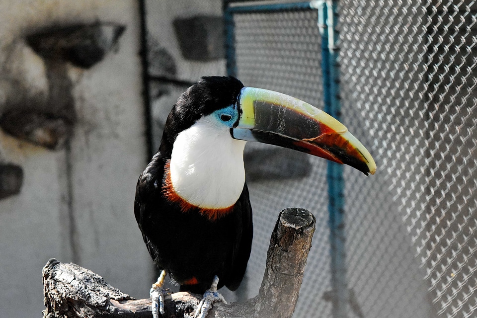 Wildlife bird animal