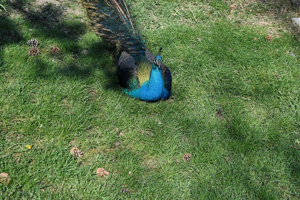 Peacock grass pheasant