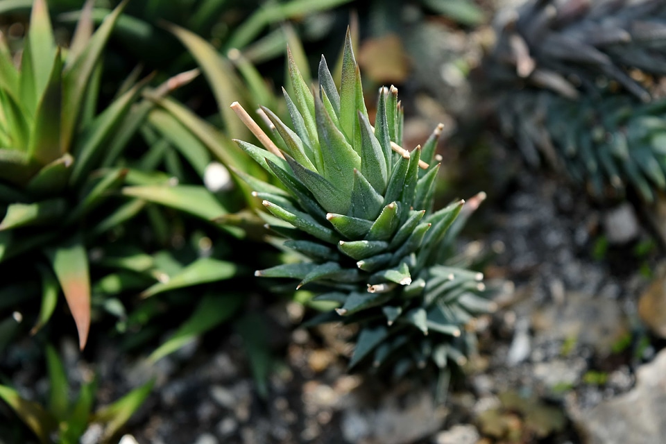 Nature plant cactus