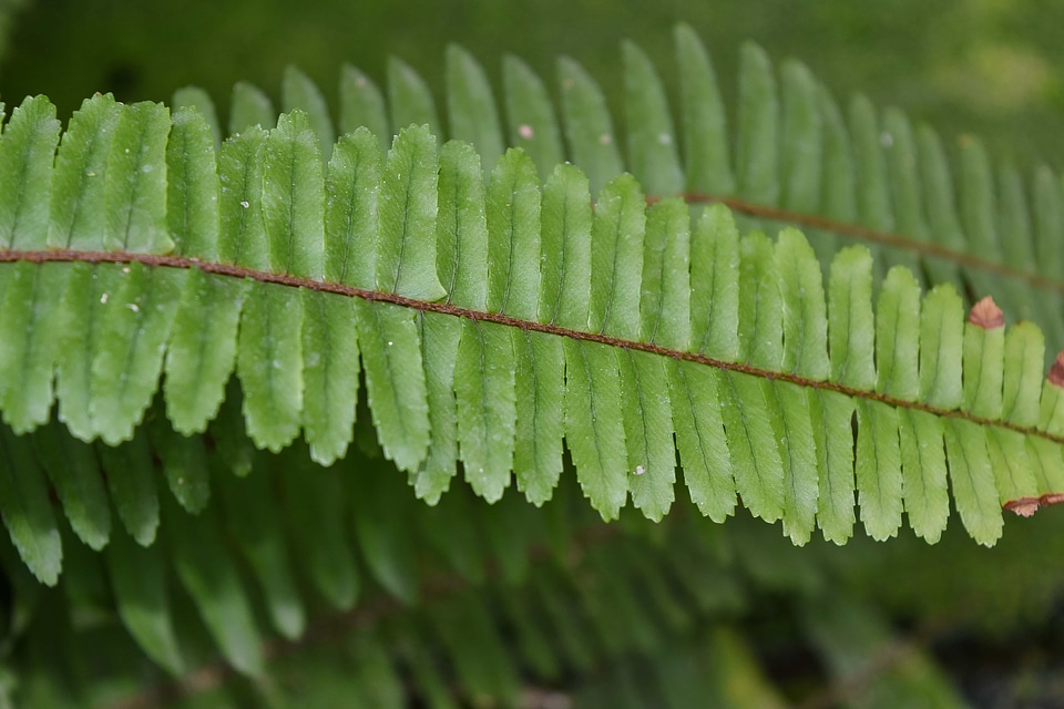 Plant fern flora