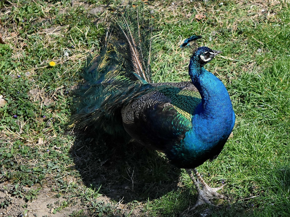 Peacock nature bird