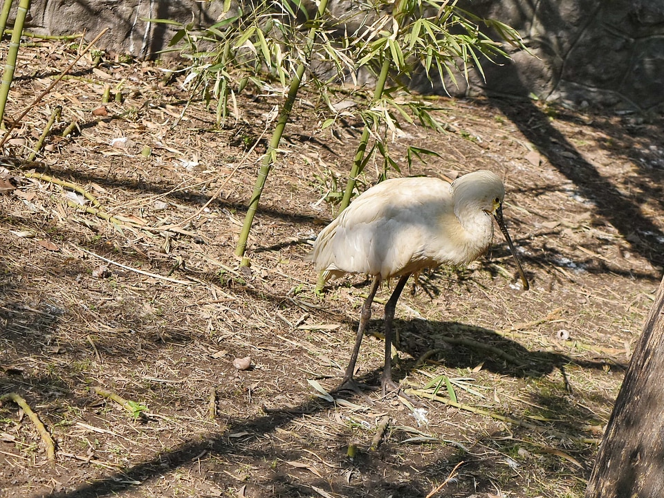 Wading Bird nature bird