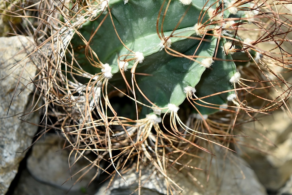 Botanic desert plant detail