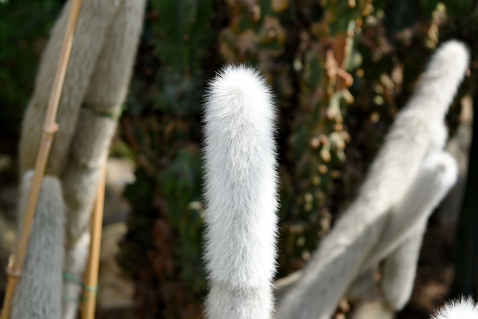Cactus desert plant white