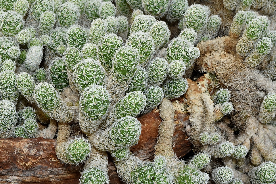 Desert desert plant details