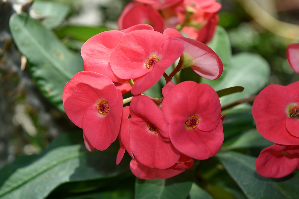 Beautiful Flowers garden flowers