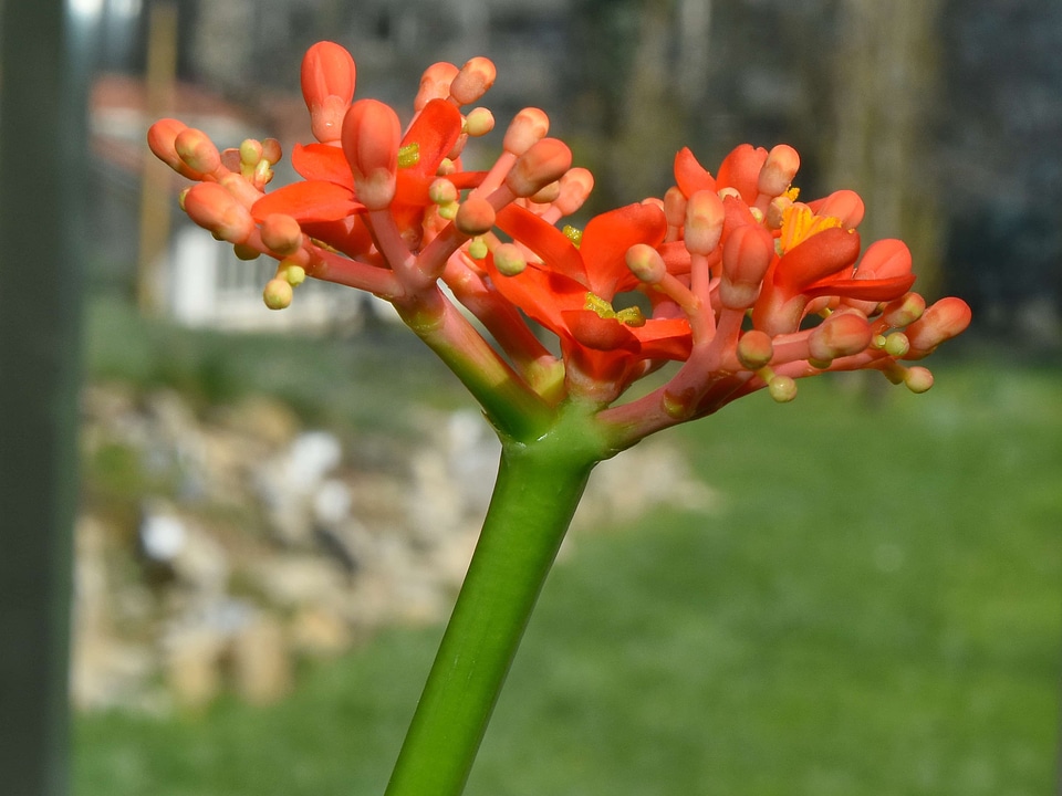 Flower Garden spring plant