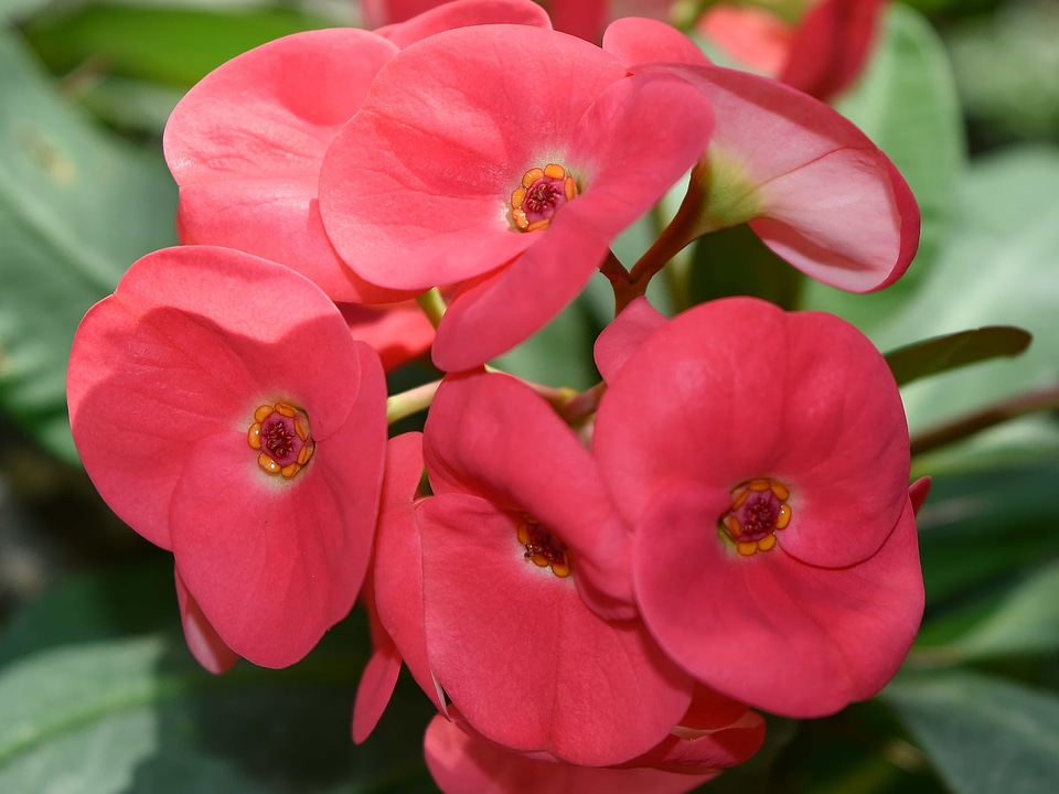 Beautiful Flowers ecology petals