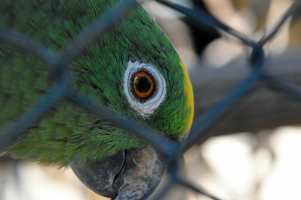 Bird wildlife feather